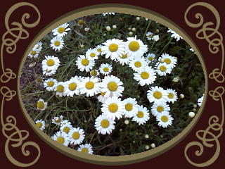 Prayer based on Psalm 32:7-9