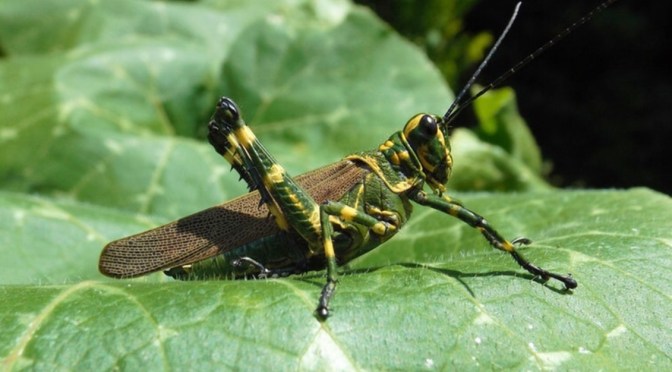 Power of the Locusts